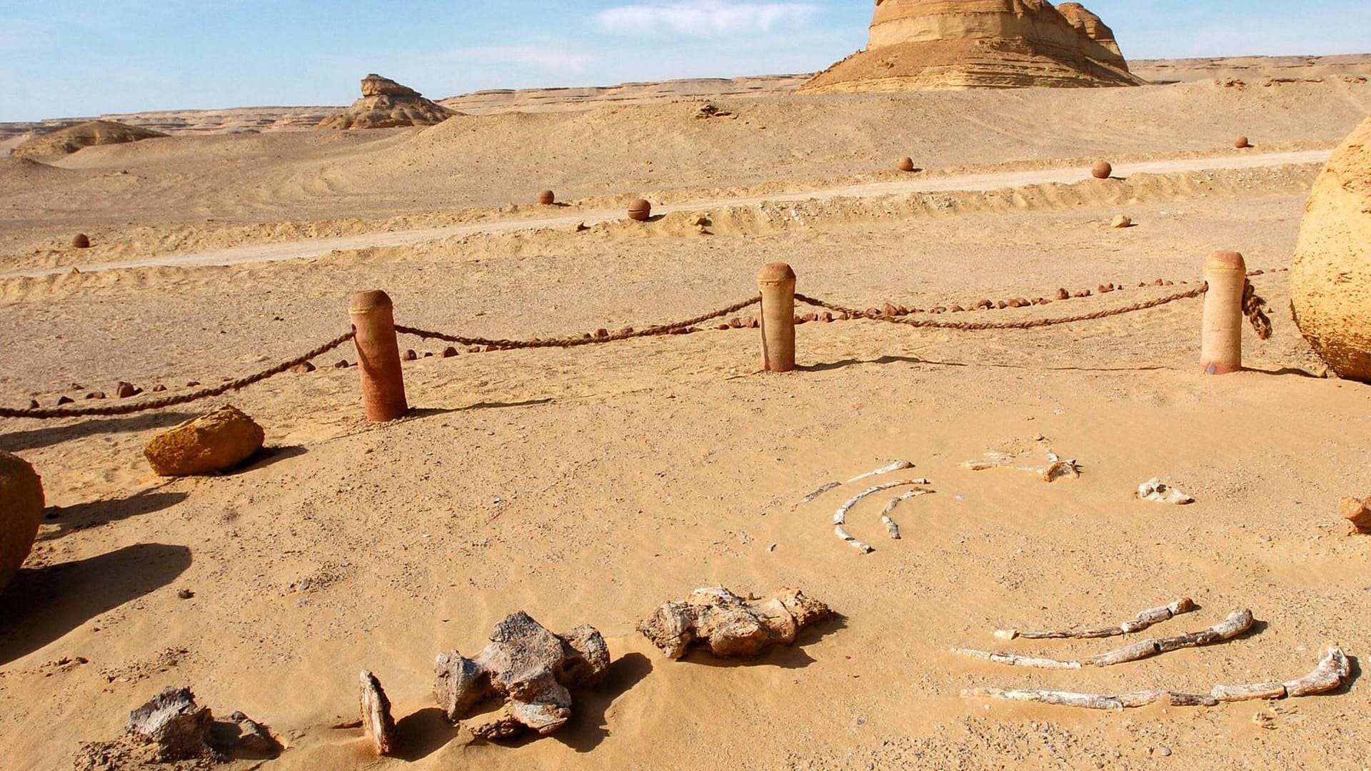 Tal der Wale in Ägypten: Forscher haben hier einen Fund der besonderen Art gemacht.