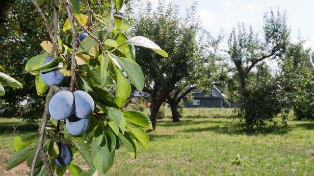 Streuobstwiesen offen für Besucher Streuobstwiesen offen für Besucher
