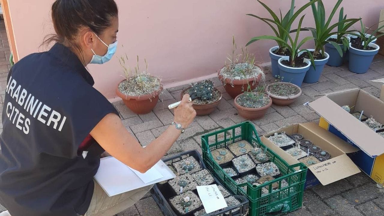 Eine Mitarbeiterin der Carabinieri beguachtet beschlagnahmte Pflanzen.