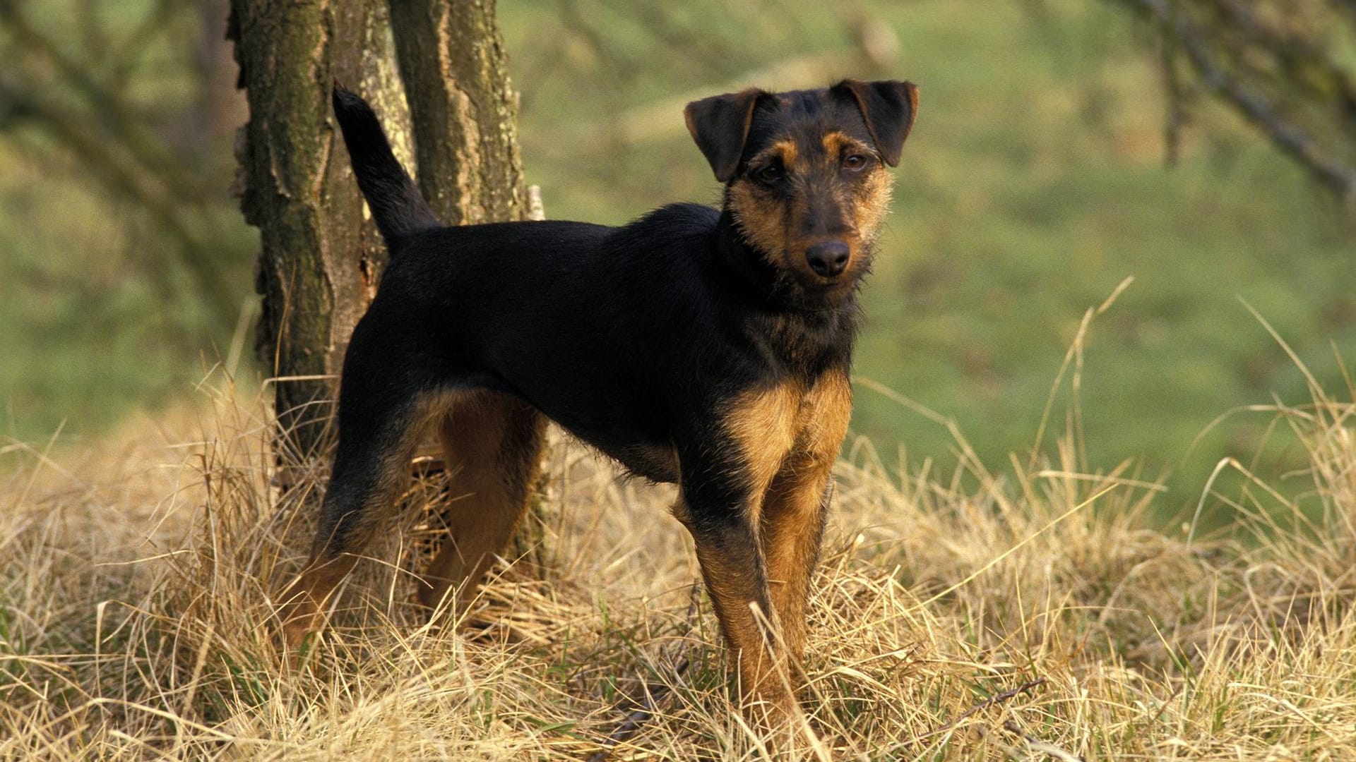 Jagdterrier: Bekannte schickten ein Foto von Pablo, der nach Hause zurückgekehrt war (Symbolbild).