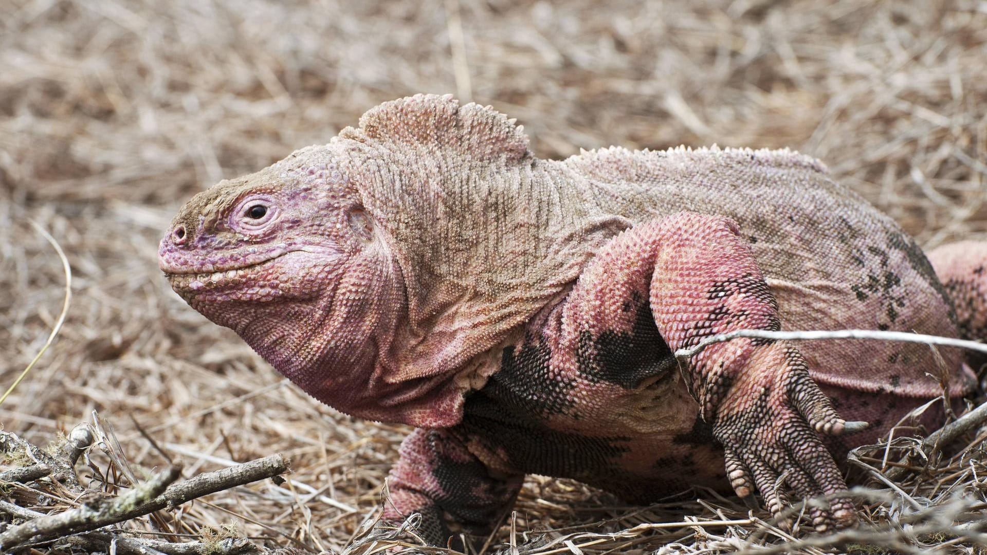 Rosafarbener Leguan: Jungtiere entdeckten die Forscher nicht.