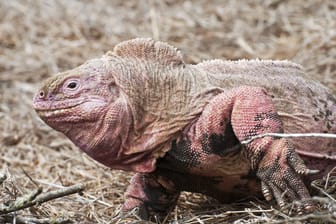 Rosafarbener Leguan: Jungtiere entdeckten die Forscher nicht.