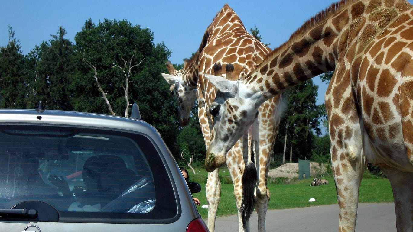 Eine neugierige Giraffe nähert sich einem Auto (Archivbild): Besucher können im Serengeti-Park im eigenen Wagen auf Tuchfühlung mit Löwen, Tigern, Nashörnern und anderen wilden Tieren gehen.