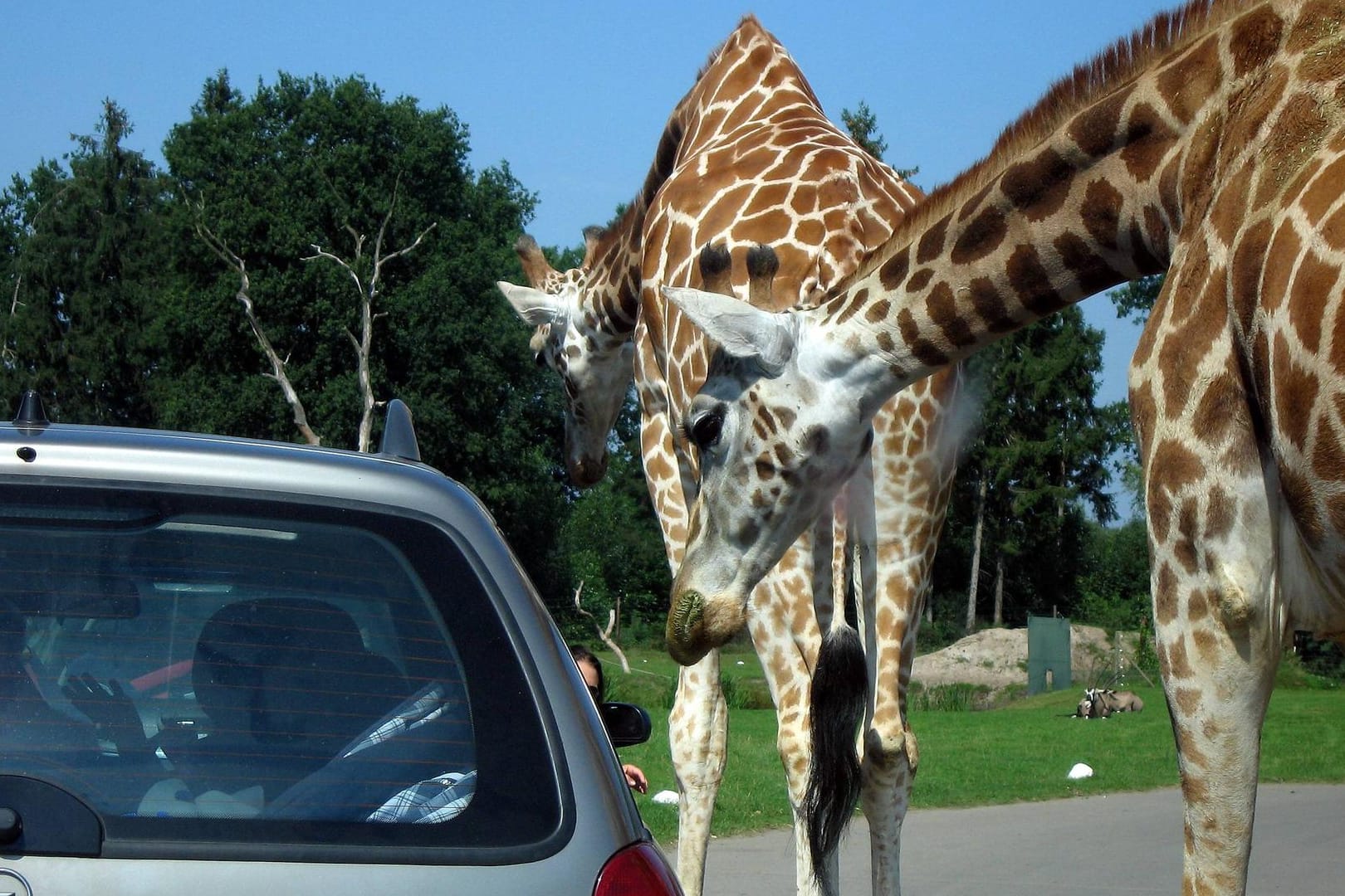 Eine neugierige Giraffe nähert sich einem Auto (Archivbild): Besucher können im Serengeti-Park im eigenen Wagen auf Tuchfühlung mit Löwen, Tigern, Nashörnern und anderen wilden Tieren gehen.