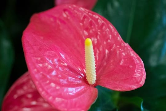 Anthurie: Die Blumen blühen schubweise.