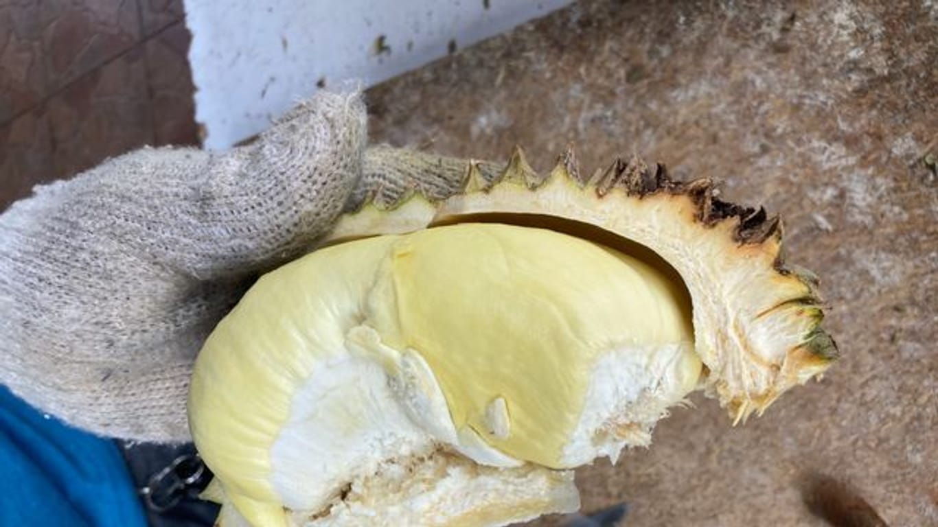 Das cremefarbene Fruchtfleisch einer Durian ähnelt in der Form einer überdimensionalen Knoblauchzehe.