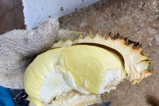 Das cremefarbene Fruchtfleisch einer Durian ähnelt in der Form einer überdimensionalen Knoblauchzehe.