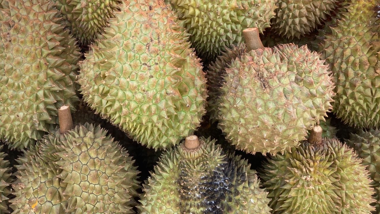 Die Durian gilt als Königin unter den Früchten.