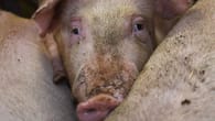 Ministerin: Treffen zu schwieriger Lage der Schweinehalter