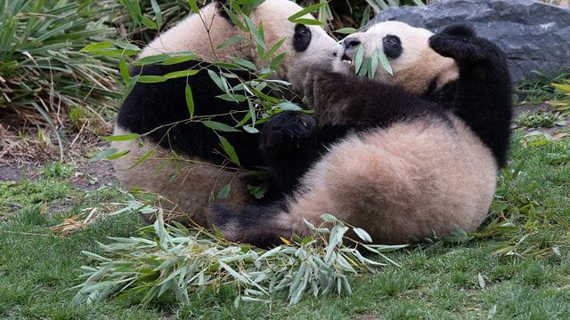 Panda-Zwillinge Pit und Paule Panda-Zwillinge Pit und Paule
