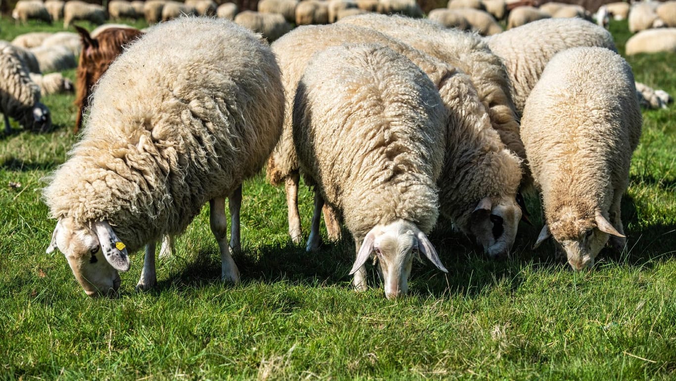 Schafe auf der Weide (Symbolbild): Der Weidezaun der Herde hatte ein Loch, durch das die Tiere entwischen konnten.