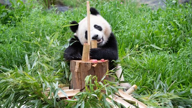 Paule, einer der beiden jungen Pandas im Berliner Zoo, läßt sich Bambus von der Geburtstagstorte schmecken. Paule, einer der beiden jungen Pandas im Berliner Zoo, läßt sich Bambus von der Geburtstagstorte schmecken.