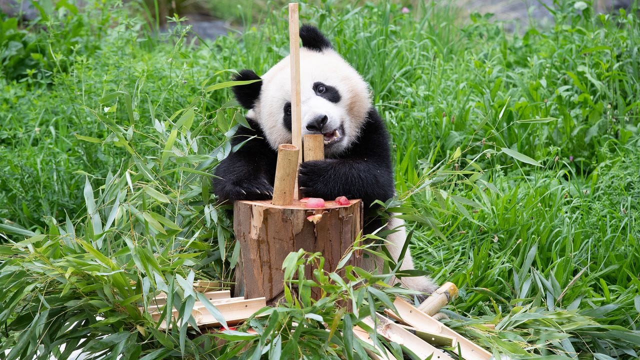 Paule, einer der beiden jungen Pandas im Berliner Zoo, läßt sich Bambus von der Geburtstagstorte schmecken.