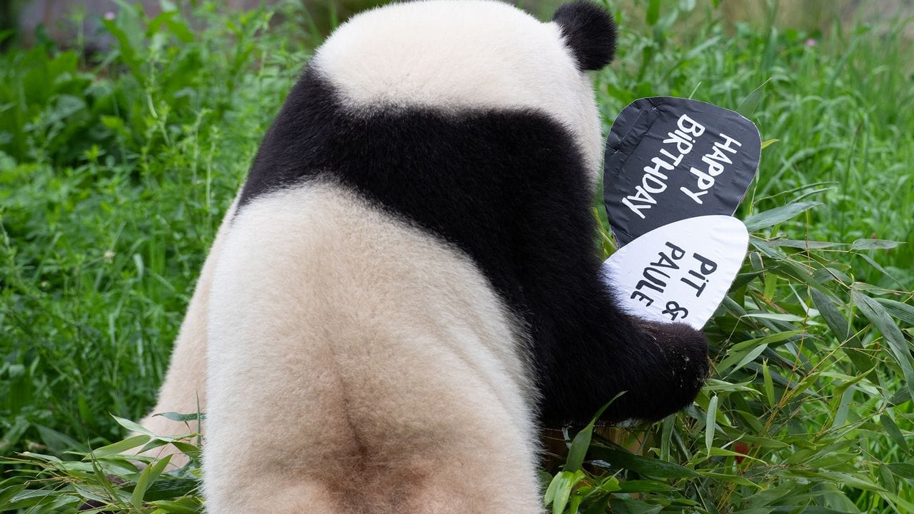 Panda-Weibchen Meng-Meng räumt die Schilder von der Geburtstagstorte für ihre beiden Kinder Paule und Pit ab.