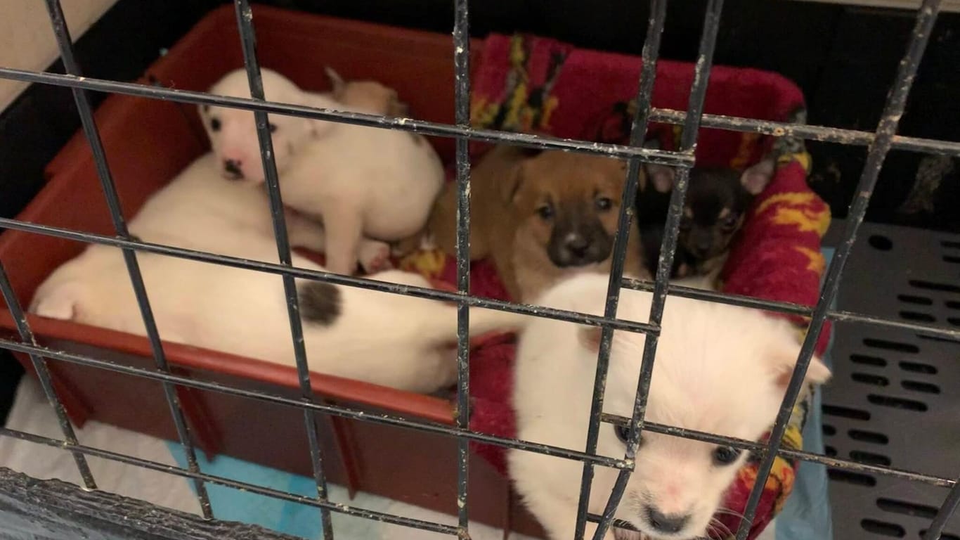 Geschmuggelte Welpen nach einer Polizeikontrolle (Symbolbild): Auch die vier Hundebabys im Nürnberger Tierheim, die momentan ein neues zu Hause zu suchen, stammen aus einem illegalen Welpen-Transport.