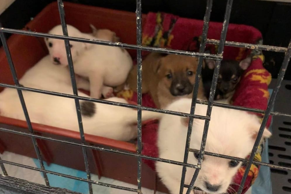 Geschmuggelte Welpen nach einer Polizeikontrolle (Symbolbild): Auch die vier Hundebabys im Nürnberger Tierheim, die momentan ein neues zu Hause zu suchen, stammen aus einem illegalen Welpen-Transport.