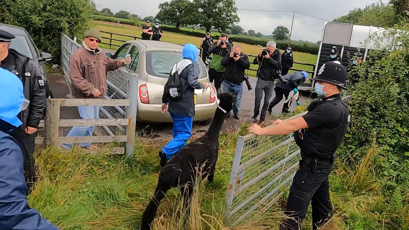 Ein Mitarbeiter der britischen Tier- und Pflanzengesundheitsbehörde führt das Alpaka unter Polizeischutz ab: Es wurde zu einem nicht bekannten Ort gebracht.
