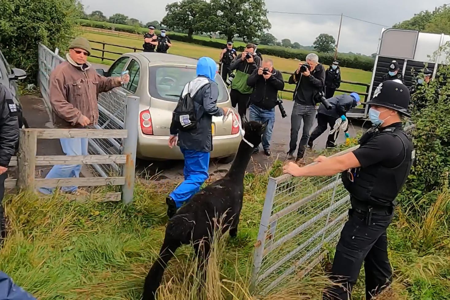 Ein Mitarbeiter der britischen Tier- und Pflanzengesundheitsbehörde führt das Alpaka unter Polizeischutz ab: Es wurde zu einem nicht bekannten Ort gebracht.