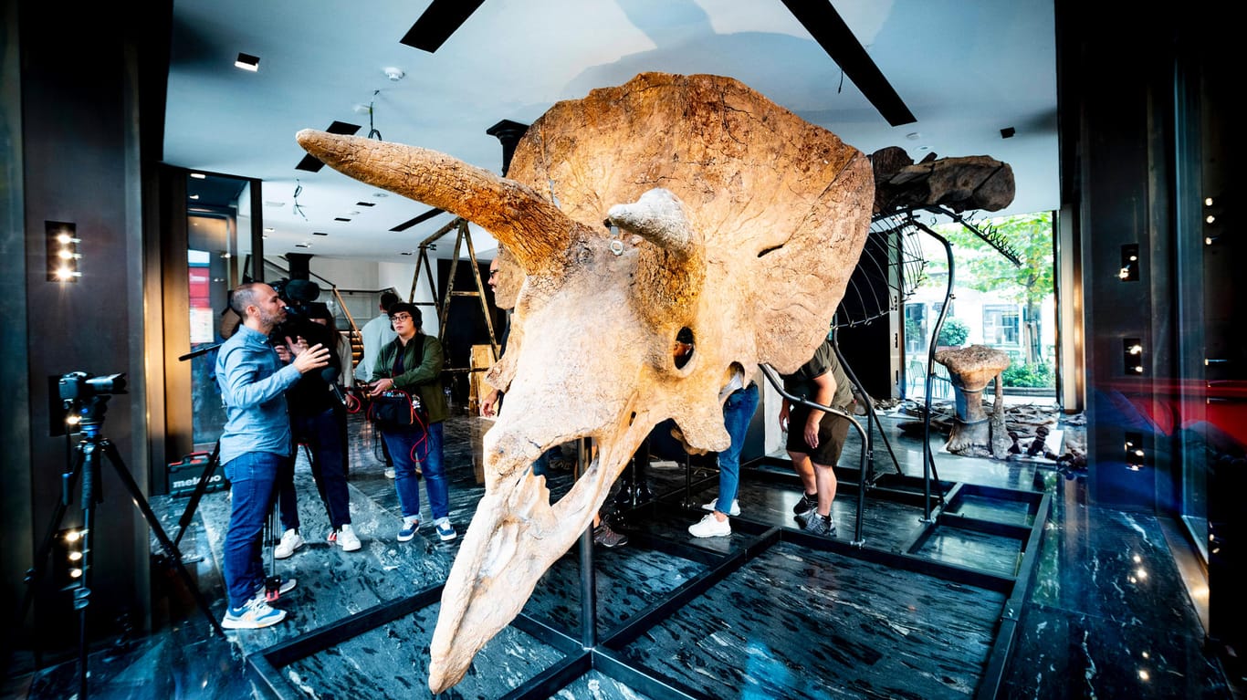 "Big John": Der größte bekannte Triceratops wird in Paris ausgestellt.