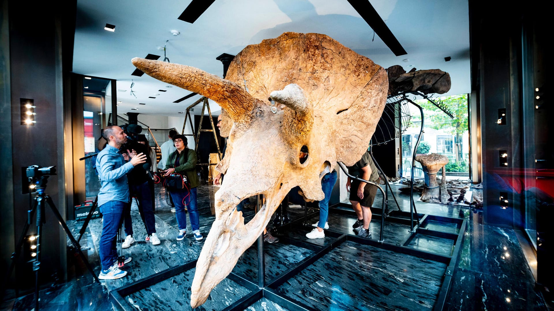 "Big John": Der größte bekannte Triceratops wird in Paris ausgestellt. "Big John": Der größte bekannte Triceratops wird in Paris ausgestellt.
