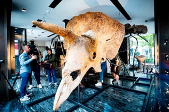 "Big John": Der größte bekannte Triceratops wird in Paris ausgestellt.