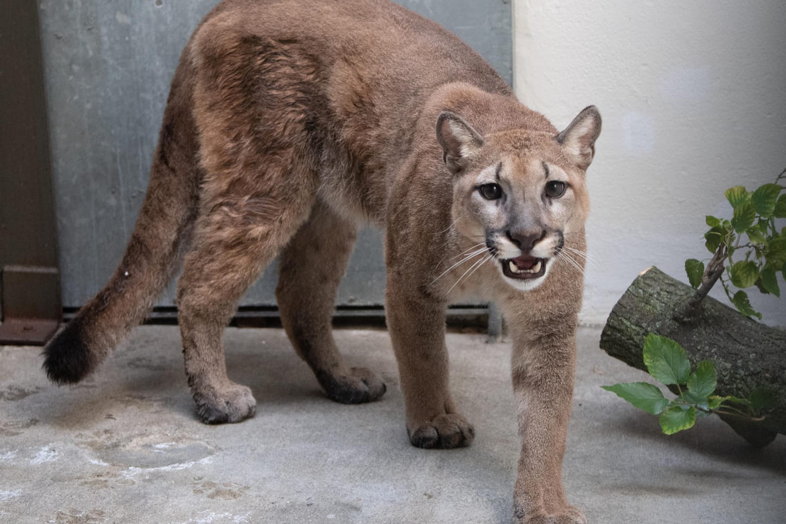 Ein Puma im Bronx Zoo: In New York wurde eine Raubkatze aus einer Wohnung befreit.