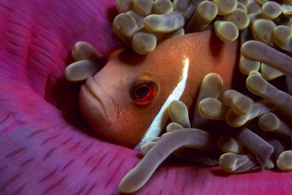 Auch die Anemonenfische, die durch den Film "Findet Nemo" berühmt wurden, können ohne Korallen nicht überleben.