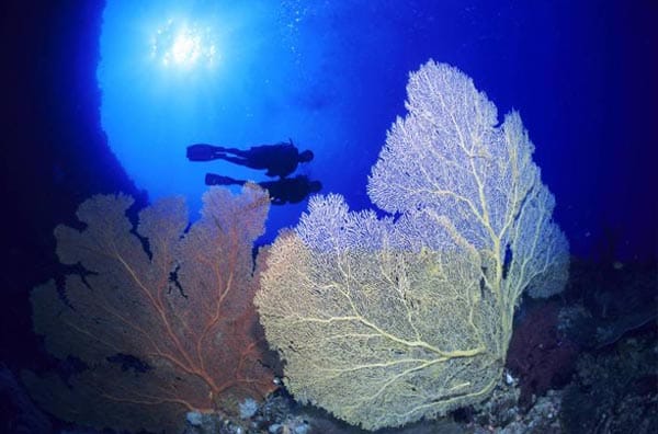 Noch können Taucher die Gorgonien in einer Unterwassergrotte im Mikronesien bewundern.