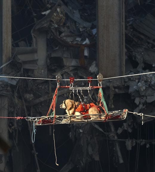 Rettungshund nach den Anschlägen auf das World Trade Center Rettungshund nach den Anschlägen auf das World Trade Center