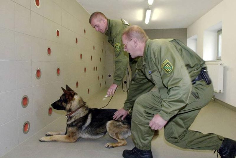 Ein Spürhund wird durch Polizisten trainiert Ein Spürhund wird durch Polizisten trainiert