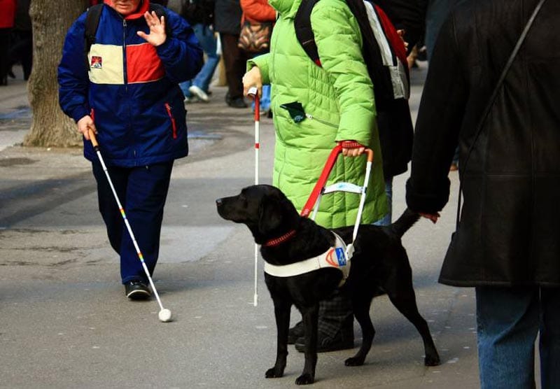 Ein Blindenhund begleitet sein Frauchen Ein Blindenhund begleitet sein Frauchen