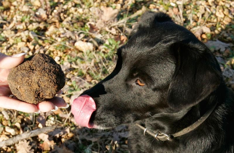 Trüffelspürhund "Ciska" war erfolgreich Trüffelspürhund "Ciska" war erfolgreich
