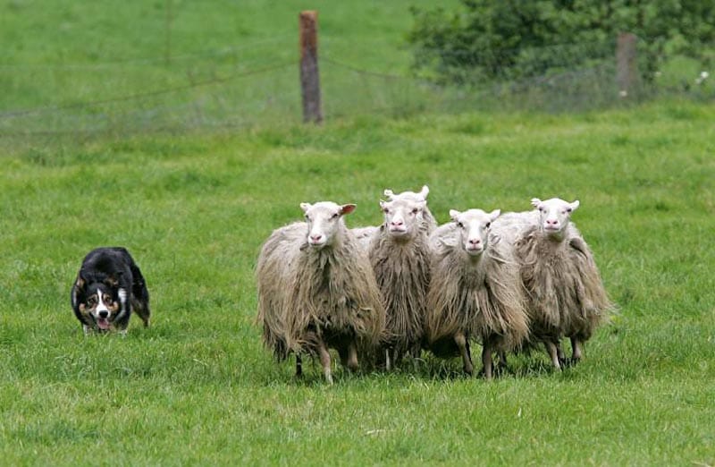Ein Hirtenhund bei der Arbeit Ein Hirtenhund bei der Arbeit