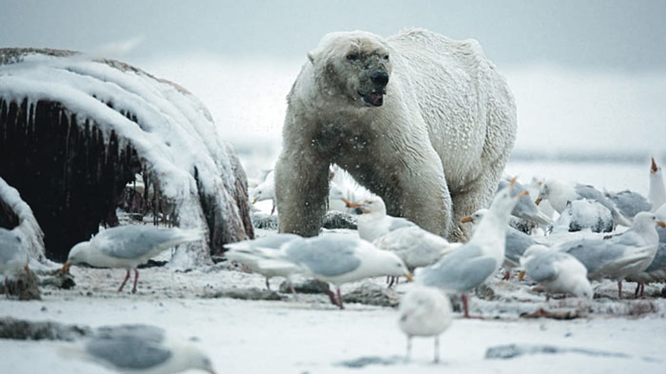 Ein Eisbär (Symbolbild): Der angegriffene Deutsche schwebte zunächst in Lebensgefahr.