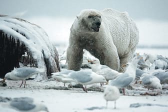 Ein Eisbär (Symbolbild): Der angegriffene Deutsche schwebte zunächst in Lebensgefahr.