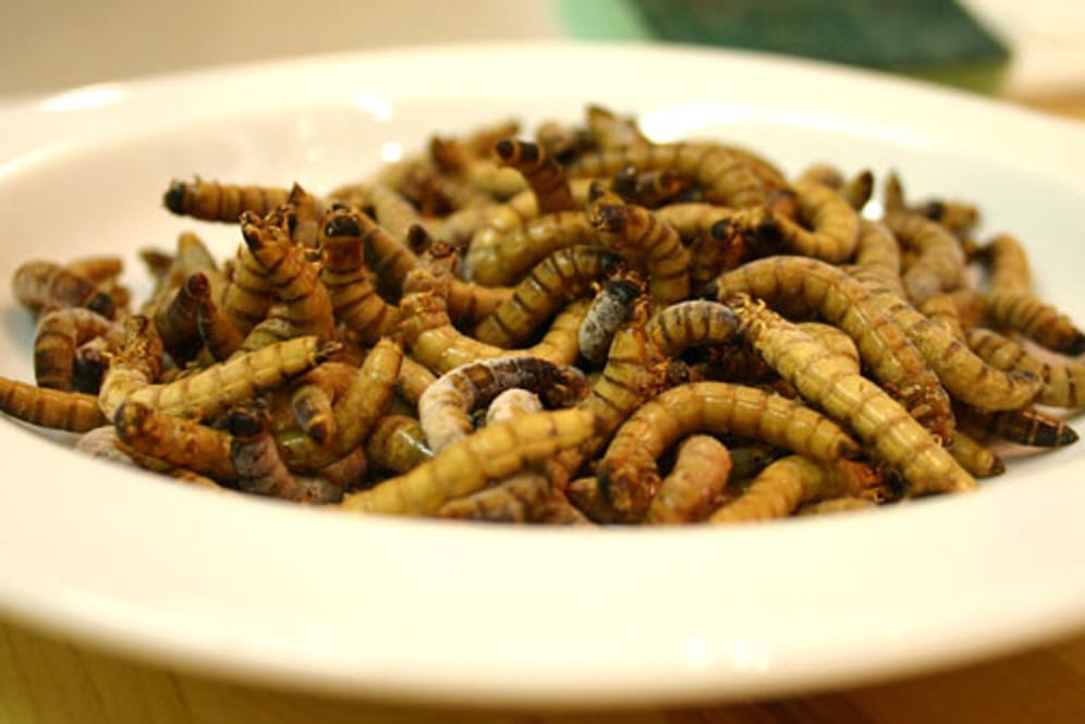 Auch Mehlwürmer sind eine thailändische Spezialität. (