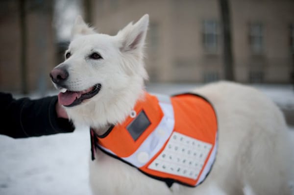 Was dieser Vierbeiner trägt, ist quasi ein Handy für Hunde. Die tragbare Handy-Weste "Messenger Dog" mit GPS soll in Katastrophengebieten für die Rettung von Menschen eingesetzt werden. Unfallopfer können so via Messenger Dog Hilfe herbeirufen. Entwickelt ... (