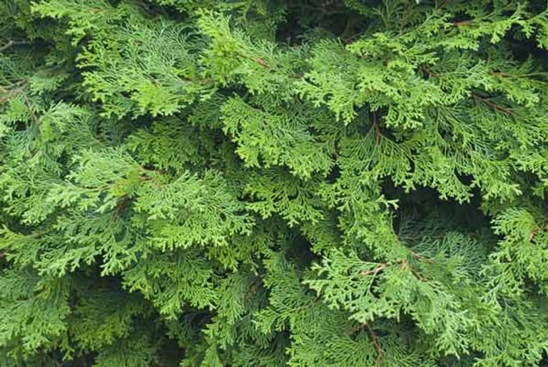 Giftige Gartenpflanzen: Lebensbaum/Thuja. (
