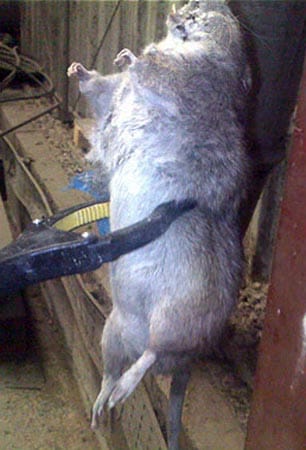 Mit einem Greifarm hält hier ein Arbeiter das Nagetier in die Kamera. In einer Siedlung in Bradford sind auch Ratten in dieser Größe gesichtet worden. Ein Bewohner hat eins der Tiere erschossen. (