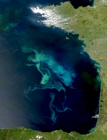 Satellitenbild von einer Algenblüte: Wenn sich Plankton der Art Noctiluca scintillans massenhaft vermehrt, bringt er an Küsten das Meer zum Leuchten. (