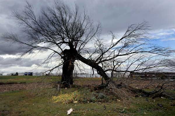 Der Wind erreichte stellenweise 130 Kilometer pro Stunde und knickte zahlreiche Bäume um. ( Der Wind erreichte stellenweise 130 Kilometer pro Stunde und knickte zahlreiche Bäume um. (
