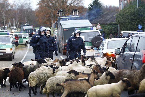 Castor-Transport: In dem kleinen Ort Laase kurz vor Gorleben behindern hunderte Ziegen und Schafe den Transportweg des Castor-Zuges. Polizisten treiben sie schließlich auf eine Wiese. Ob Atomkraftgegner die Tiere absichtlich auf die Straße ließen, ist unklar. ( Castor-Transport: In dem kleinen Ort Laase kurz vor Gorleben behindern hunderte Ziegen und Schafe den Transportweg des Castor-Zuges. Polizisten treiben sie schließlich auf eine Wiese. Ob Atomkraftgegner die Tiere absichtlich auf die Straße ließen, ist unklar. (