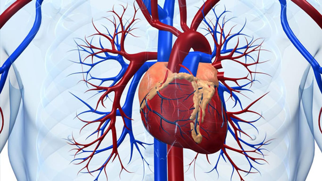 Herzkrankheiten: Eine gesunde Lebensweise hält unser Herz gesund.