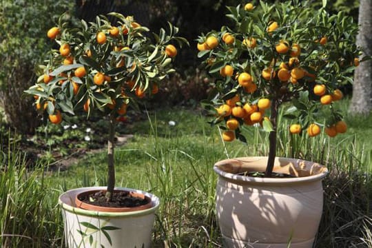 Exoten im Garten.