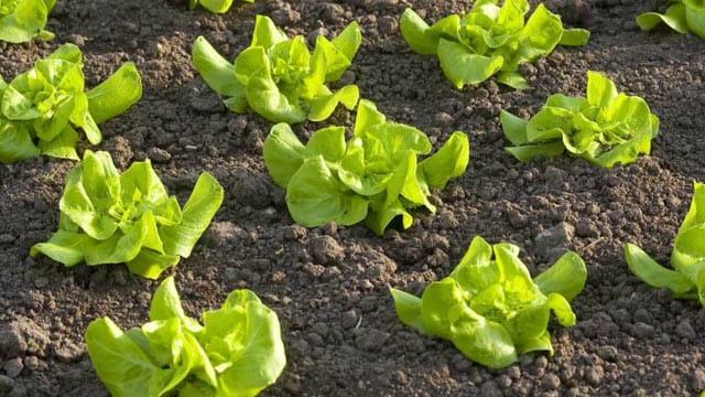 Gemüsegarten: praktisch und gesund.