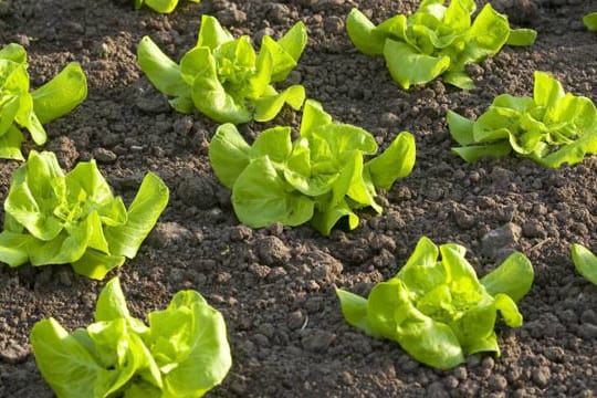 Gemüsegarten: praktisch und gesund.