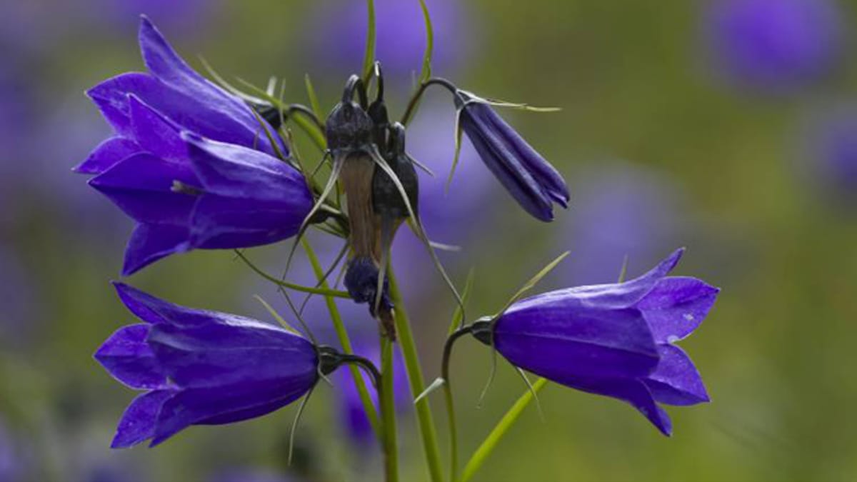 Glockenblume winterhart: Diese Arten überstehen Frost problemlos