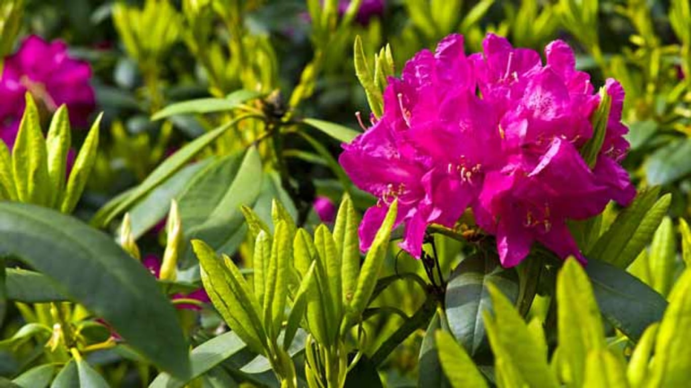 Rhododendron kann gut im Schatten gedeihen.