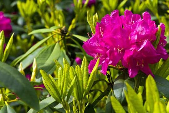 Rhododendron kann gut im Schatten gedeihen.