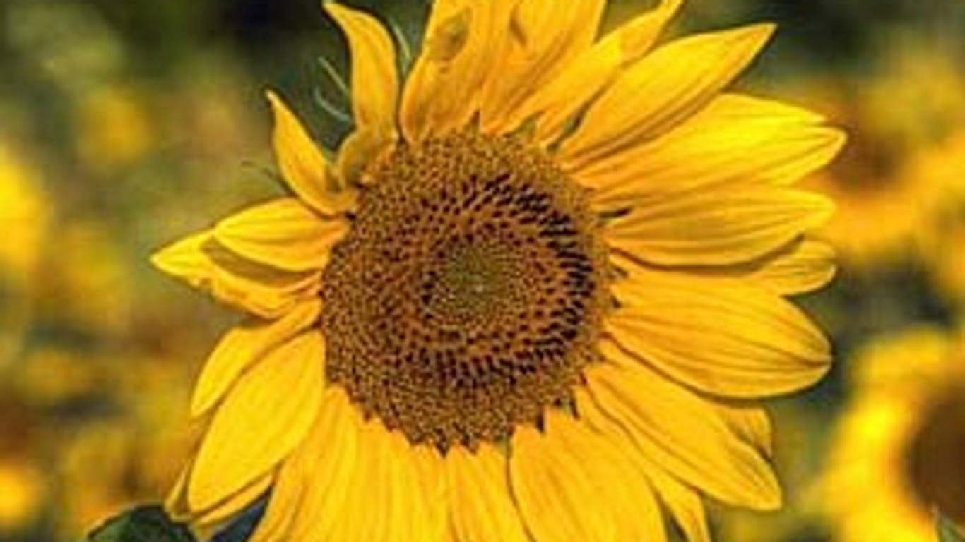 Sonnenblume (